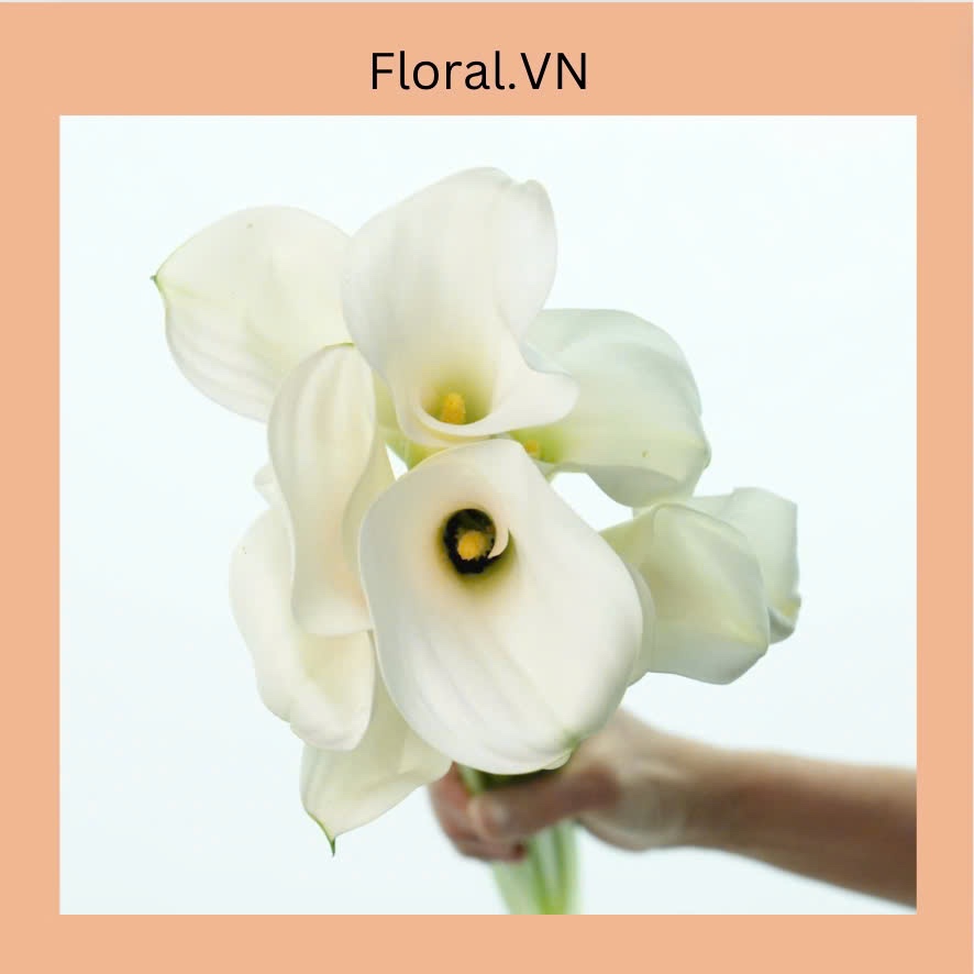 100% Hoa tươi | Calla lily ( Hoa Rum ) nhập khẩu Hà Lan | Ship hoả tốc ...