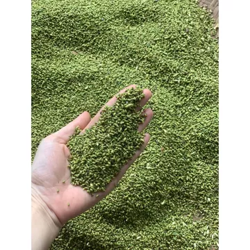 Hoa hòe giúp ổn định HA, hỗ trợ trĩ, bền mạch - 200gr, 500gr