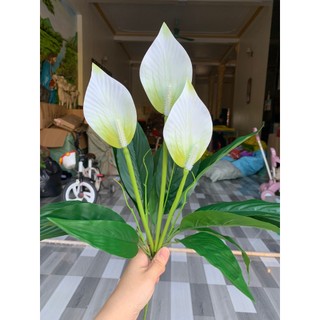 Cây Lan Ý 3 Bông 💥HÀNG CAO CẤP💥 Lan Ý 50cm Trang Trí Nội Thất Cực Sang (Không Kèm Chậu)