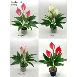 Cây Lan Ý 3 Bông 💥HÀNG CAO CẤP💥 Lan Ý 50cm Trang Trí Nội Thất Cực Sang (Không Kèm Chậu)