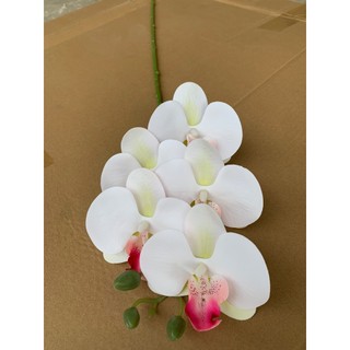 Lan Hồ Điệp Cao Su 5 Bông 💥HÀNG CAO CẤP💥 Lan Hồ Điệp 70cm Thân Thường, Nhiều Màu Phù Hợp Nhiều Phong Cách Nội Thất