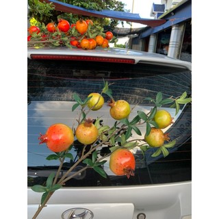 Cành Lựu Đỏ 7 Quả 💥HÀNG CAO CẤP💥 Lựu May Mắn Trang Trí Tết, Decor Phòng Khách, Văn Phòng Đón Tài Lộc