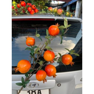 Cành Lựu Đỏ 7 Quả 💥HÀNG CAO CẤP💥 Lựu May Mắn Trang Trí Tết, Decor Phòng Khách, Văn Phòng Đón Tài Lộc