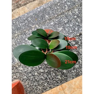 Lá Lan Hồ Điệp 💥HÀNG CAO CẤP💥 Lá Lan Cao Su Trang Trí Nhà Cửa Bền Đẹp, Loại 21cm, 19cm, 16cm