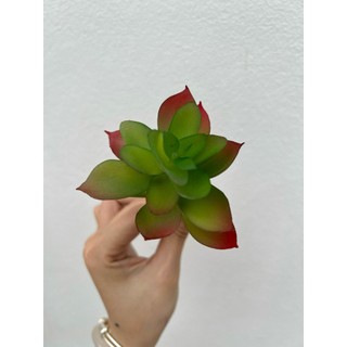 Cây Sen Đá Cao Su 💥HÀNG CAO CẤP💥 Các Loại Hoa Sen Đá, Sen Đá Sương Rồng Mini Trang Trí Nhà Cửa
