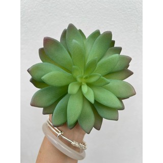 Cây Sen Đá Cao Su 💥HÀNG CAO CẤP💥 Các Loại Hoa Sen Đá, Sen Đá Sương Rồng Mini Trang Trí Nhà Cửa