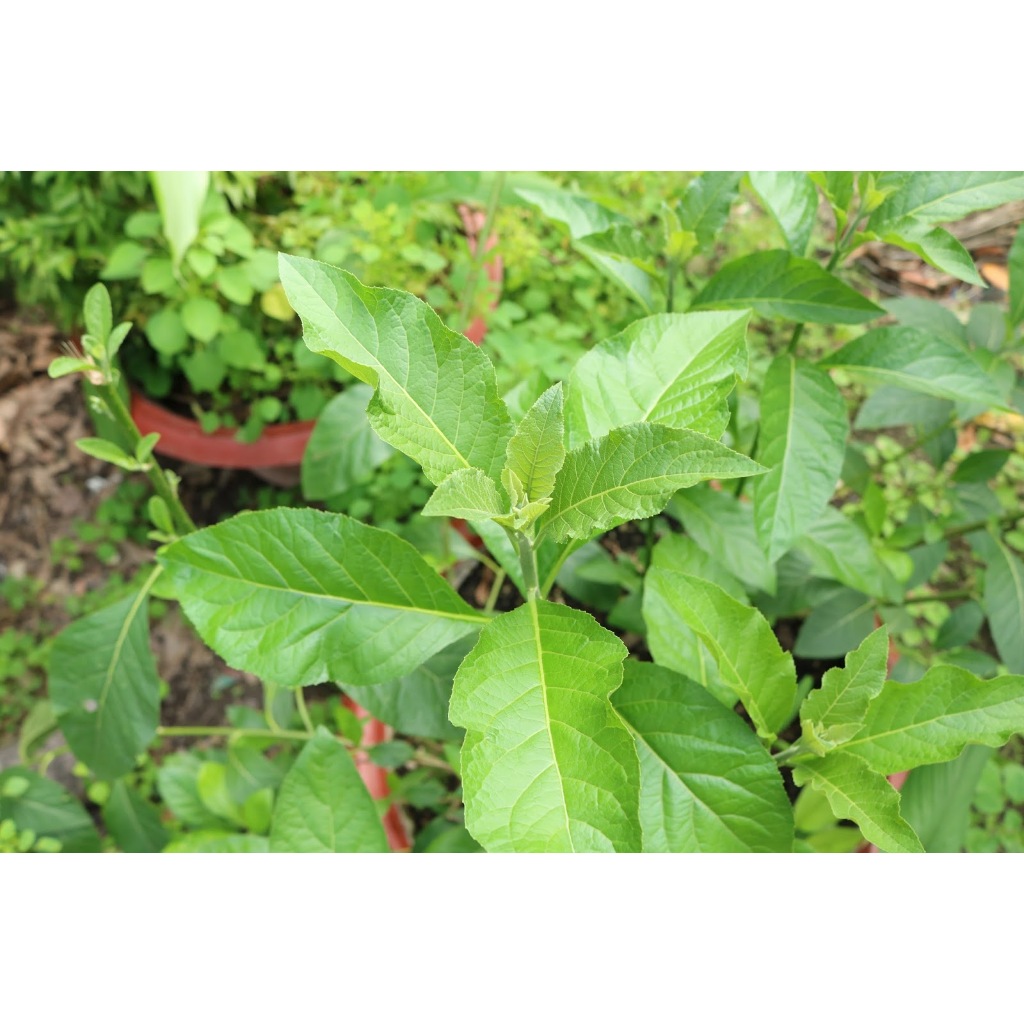 Lá đắng khô thương hạng JINDO 1kg