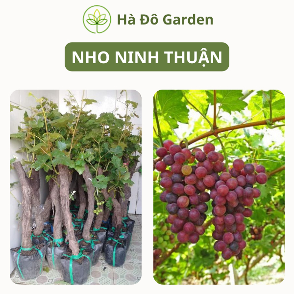 Cây giống nho Ninh thuận, giống nho dễ trồng nhất, phù hợp với khí hậu ...