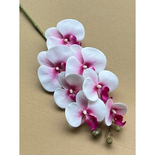 Lan Su 7 Bông Thân Thường 💥HÀNG CAO CẤP💥 Lan Hồ Điệp Trang Trí Phòng Khách, Bàn Làm Việc, Bàn Ăn Sang Trọng