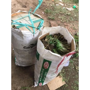 củ hẹ giống 59k1kg