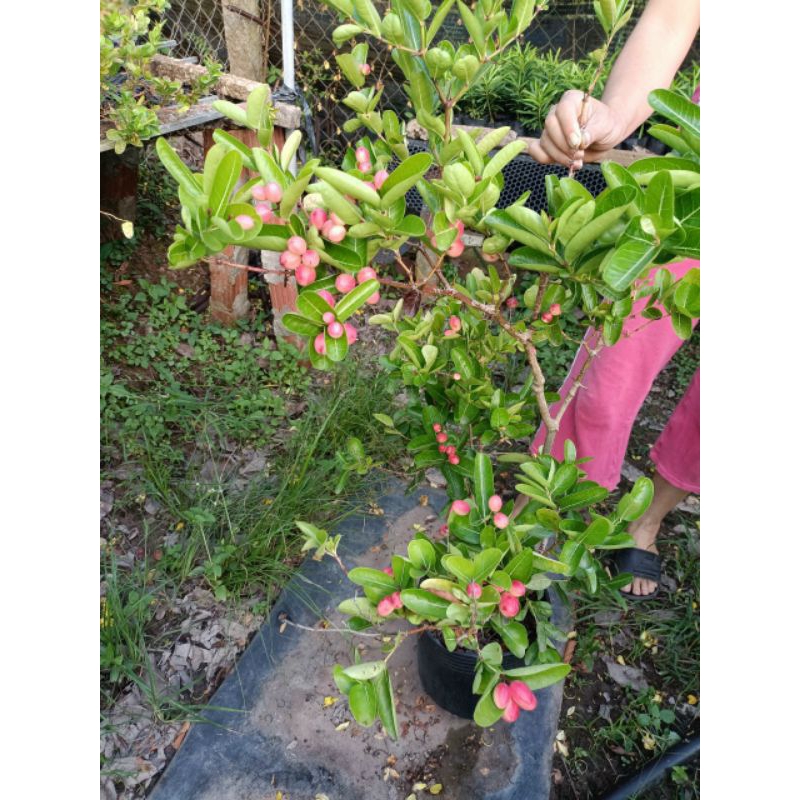 Cây si rô. | Shopee Việt Nam