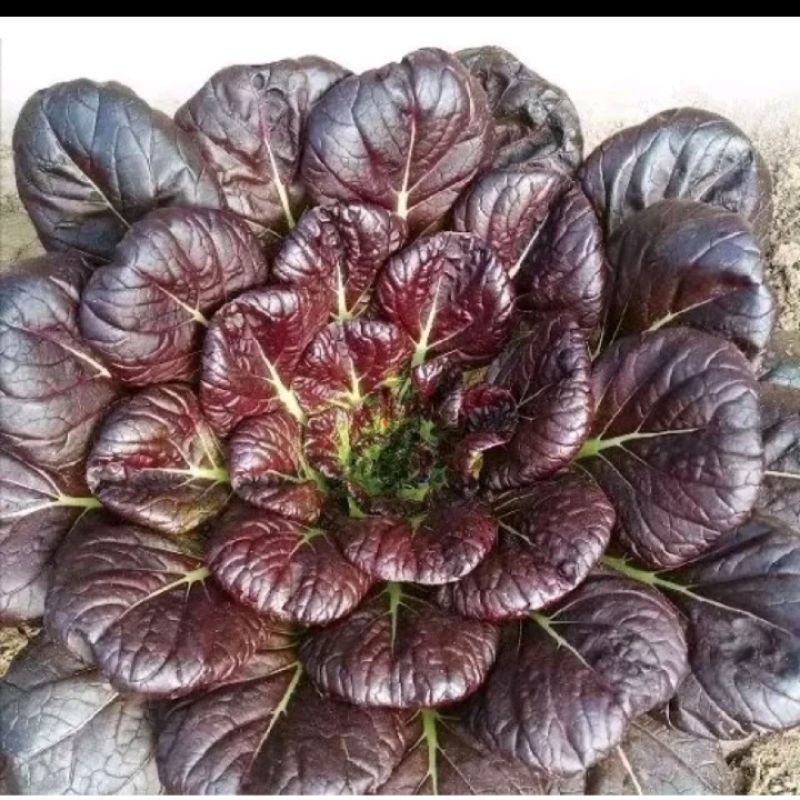 100 Hạt Giống Cải Hoa Hồng Tatsoi Tím🌈 Hàng Xịn🌱 Ăn Cực Ngọt