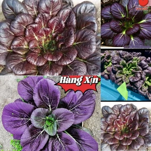 100 Hạt Giống Cải Hoa Hồng Tatsoi Tím🌈 Hàng Xịn🌱 Ăn Cực Ngọt