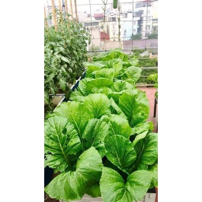 Hạt Giống Cải Canh Hồng Kông💖 NẢY MẦM CỰC ĐỈNH💖 chất lượng cao