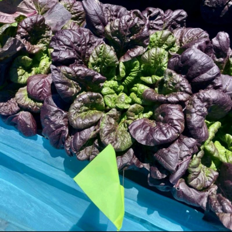 100 Hạt Giống Cải Hoa Hồng Tatsoi Tím🌈 Hàng Xịn🌱 Ăn Cực Ngọt