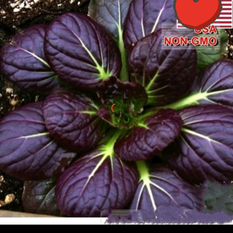 100 Hạt Giống Cải Hoa Hồng Tatsoi Tím🌈 Hàng Xịn🌱 Ăn Cực Ngọt