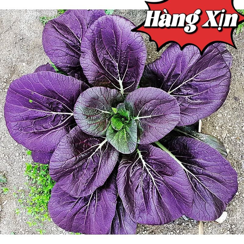 100 Hạt Giống Cải Hoa Hồng Tatsoi Tím🌈 Hàng Xịn🌱 Ăn Cực Ngọt