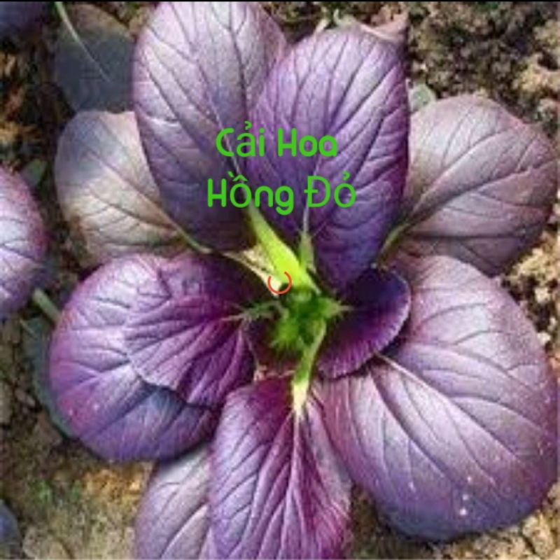 100 Hạt Giống Cải Hoa Hồng Tatsoi Tím🌈 Hàng Xịn🌱 Ăn Cực Ngọt
