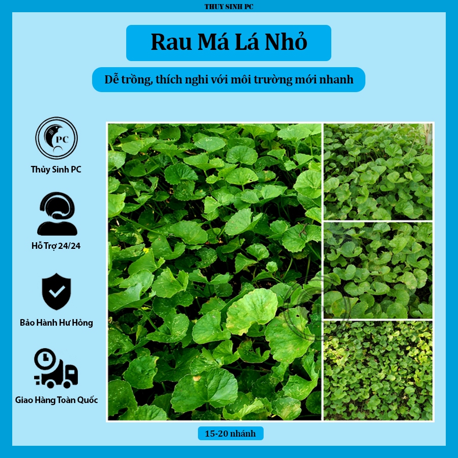 Rau má lá nhỏ | Shopee Việt Nam