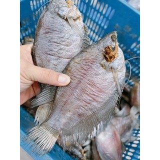 Khô cá sặc bổi loại 1kg, thơm ngon, xuất xứ cà mau mua làm quá biếu, đặc sản cà mau giá bình dân.