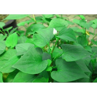 Cây rau diếp cá
