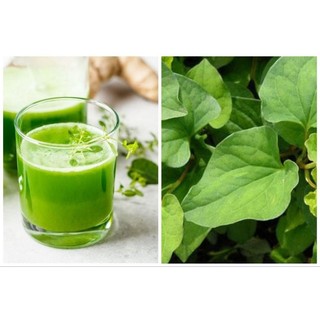 Cây rau diếp cá
