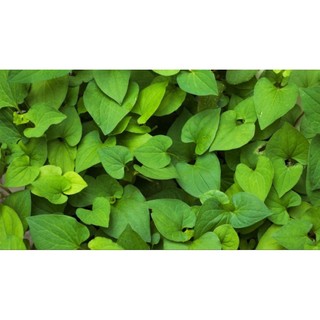 Cây rau diếp cá
