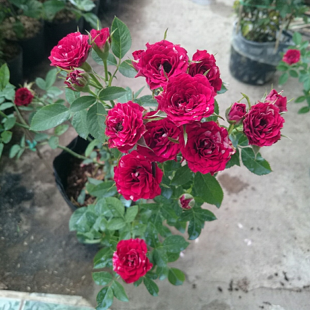 Cây Hoa Hồng Tỉ Muội (Giống Mới) - cây cảnh đẹp sân vườn
