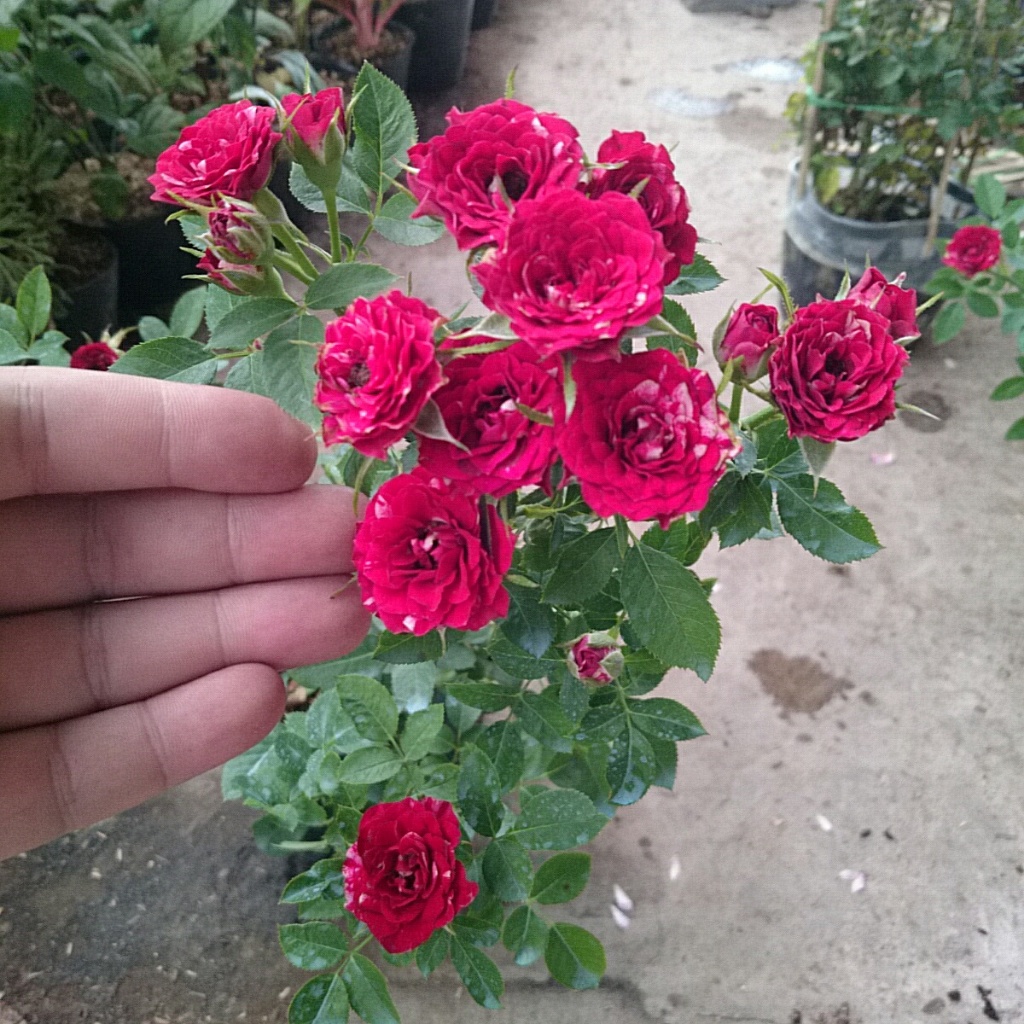 Cây Hoa Hồng Tỉ Muội (Giống Mới) - cây cảnh đẹp sân vườn
