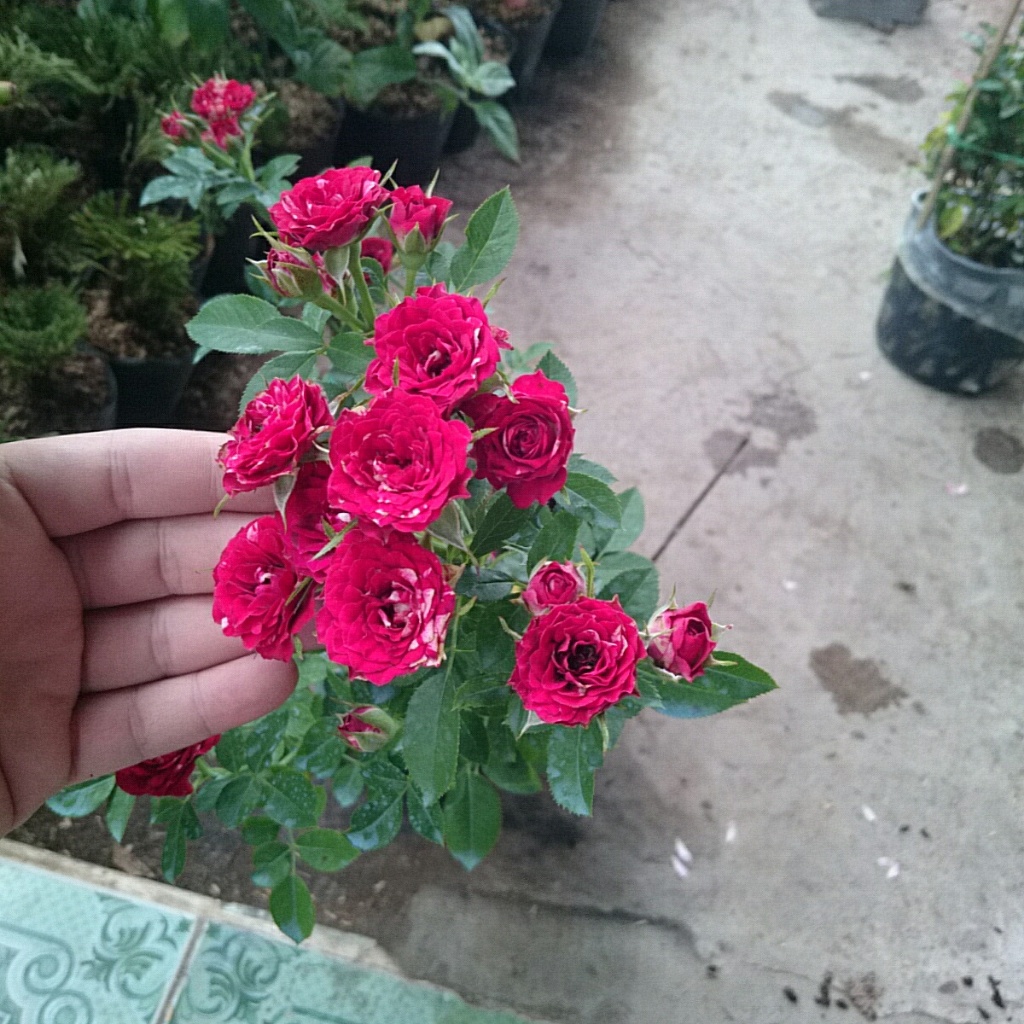 Cây Hoa Hồng Tỉ Muội (Giống Mới) - cây cảnh đẹp sân vườn