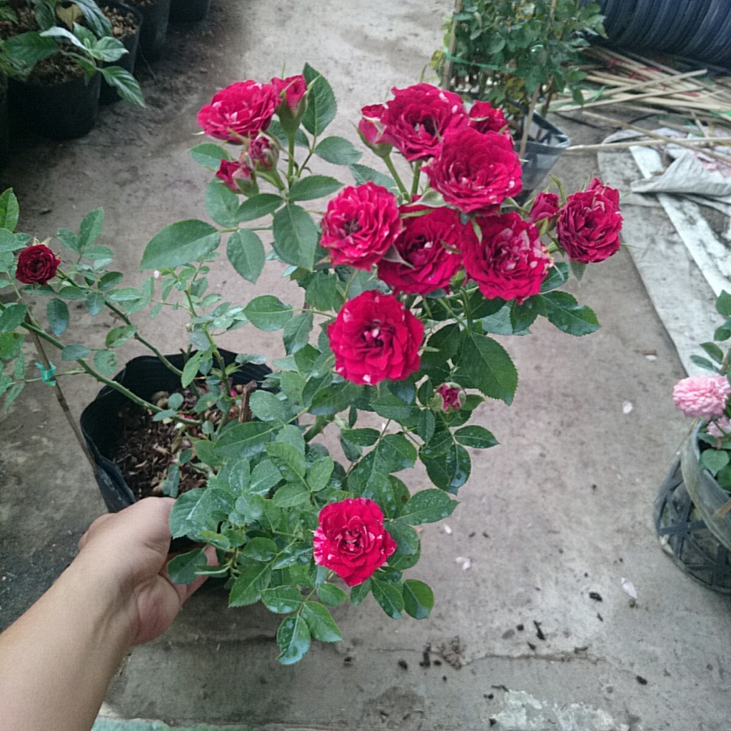 Cây Hoa Hồng Tỉ Muội (Giống Mới) - cây cảnh đẹp sân vườn
