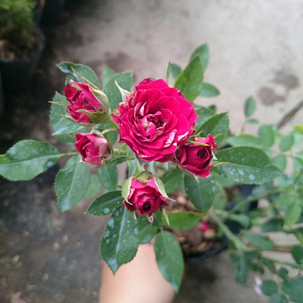 Cây Hoa Hồng Tỉ Muội (Giống Mới) - cây cảnh đẹp sân vườn