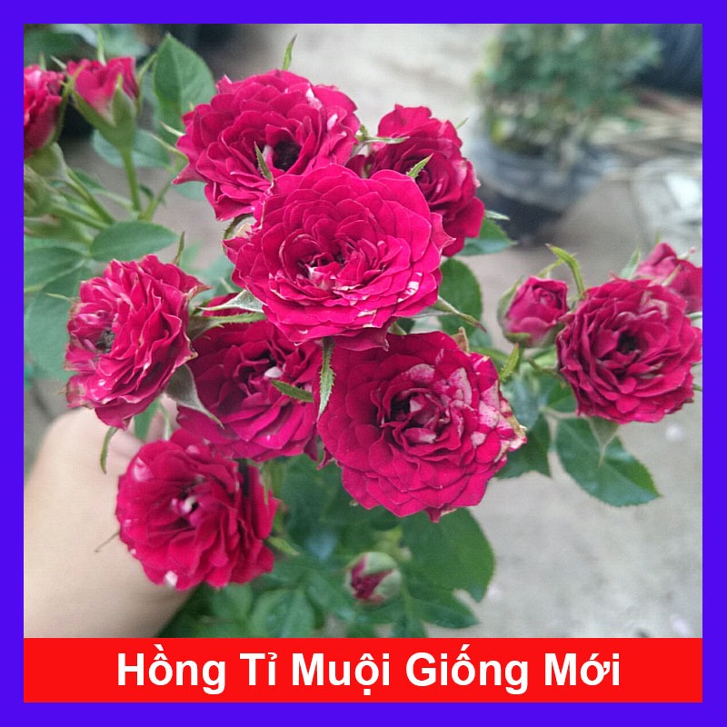Cây Hoa Hồng Tỉ Muội (Giống Mới) - cây cảnh đẹp sân vườn