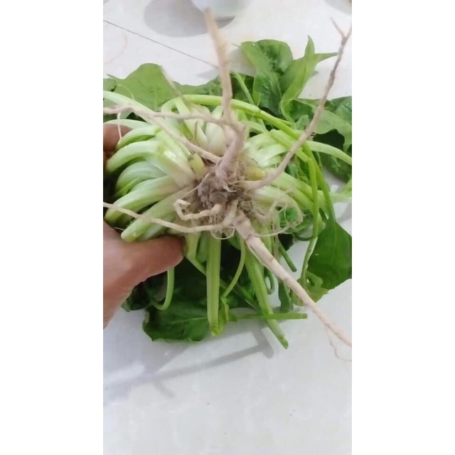 Hạt giống Cải Bó Xôi 20gr