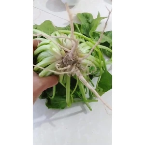 Hạt giống Cải Bó Xôi 20gr