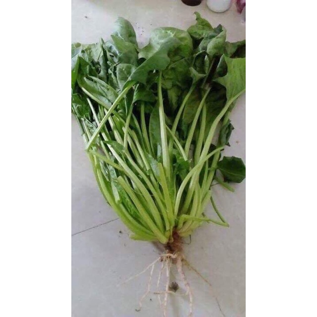 Hạt giống Cải Bó Xôi 20gr