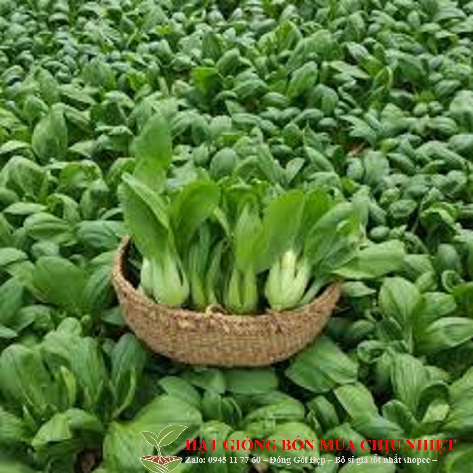 Hạt giống rau cải thìa (cải chíp- cải chít)