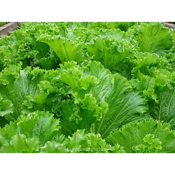 Hạt giống rau cải bẹ vàng mào gà cao sản,dễ trồng,kháng bệnh tốt