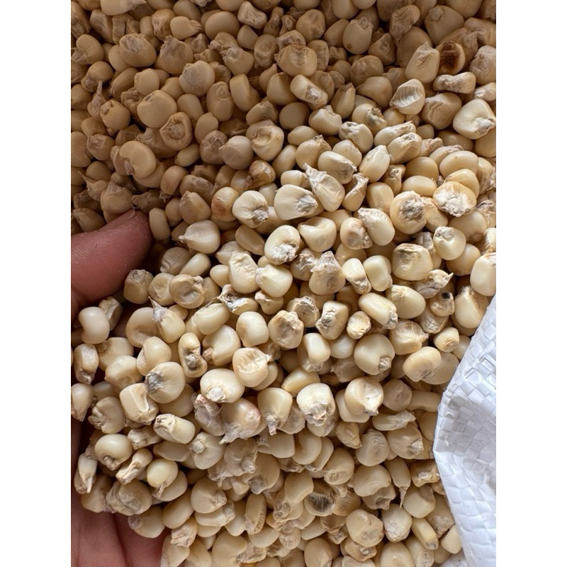 ( 1kg) Ngô, bắp nếp hạt sống