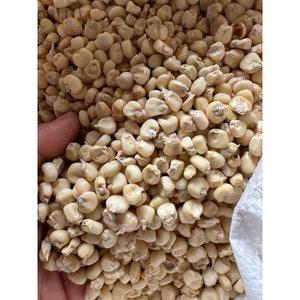 Ngô, bắp nếp hạt sống
