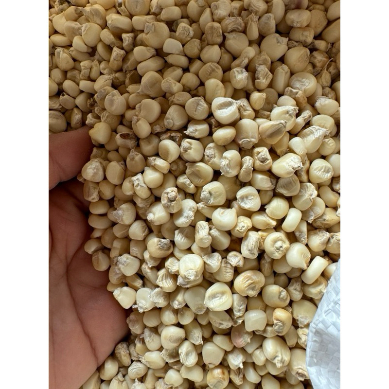 ( 1kg) Ngô, bắp nếp hạt sống
