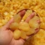 1kg Mứt Chanh Cốm Chua Ngọt