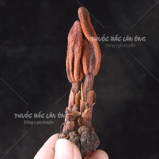 Nấm ngọc cẩu 100g, khô, sạch nguyên búp, bổ thận tráng dương, mạnh gân cốt, tăng cường sinh lý nam