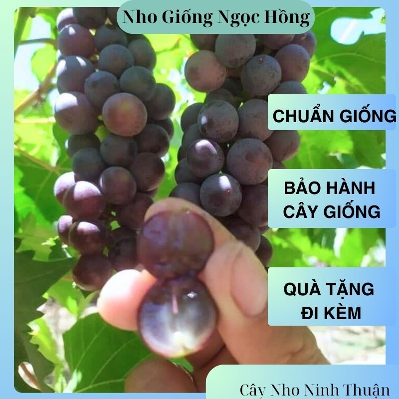 Cây Nho Giống Hạ Đen Không Hạt ( Có Gửi Tài Liệu Hướng Dẫn) Nho Giống ...