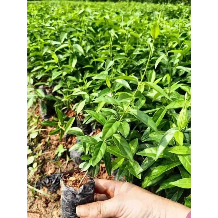 Herbal teas – 5