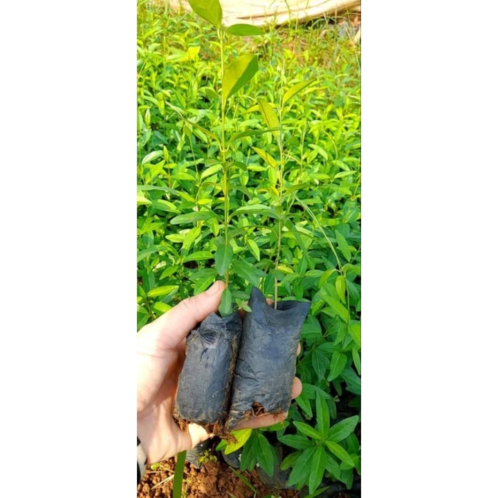 Herbal teas – 3