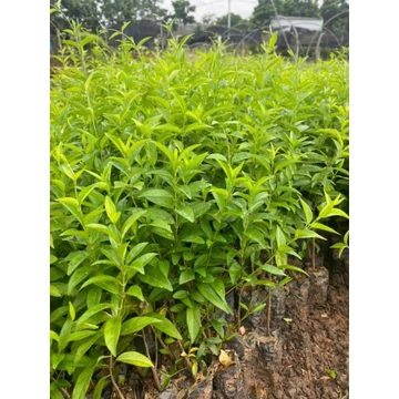 CÂY GIỐNG THÌA CANH LÁ NHỎ -DÂY THÌA CANH LÁ NHỎ