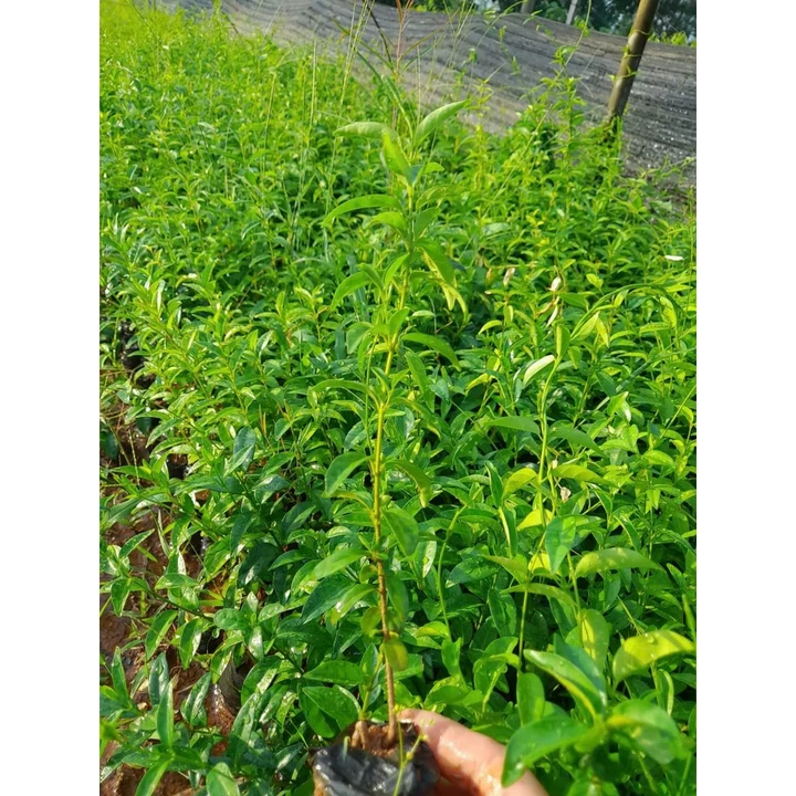 Herbal teas – 7