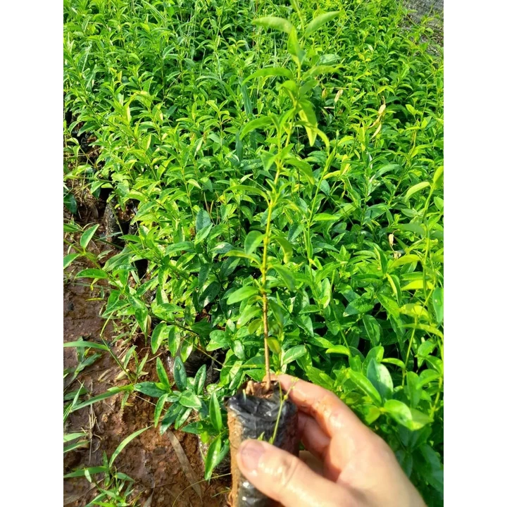Herbal teas – 6