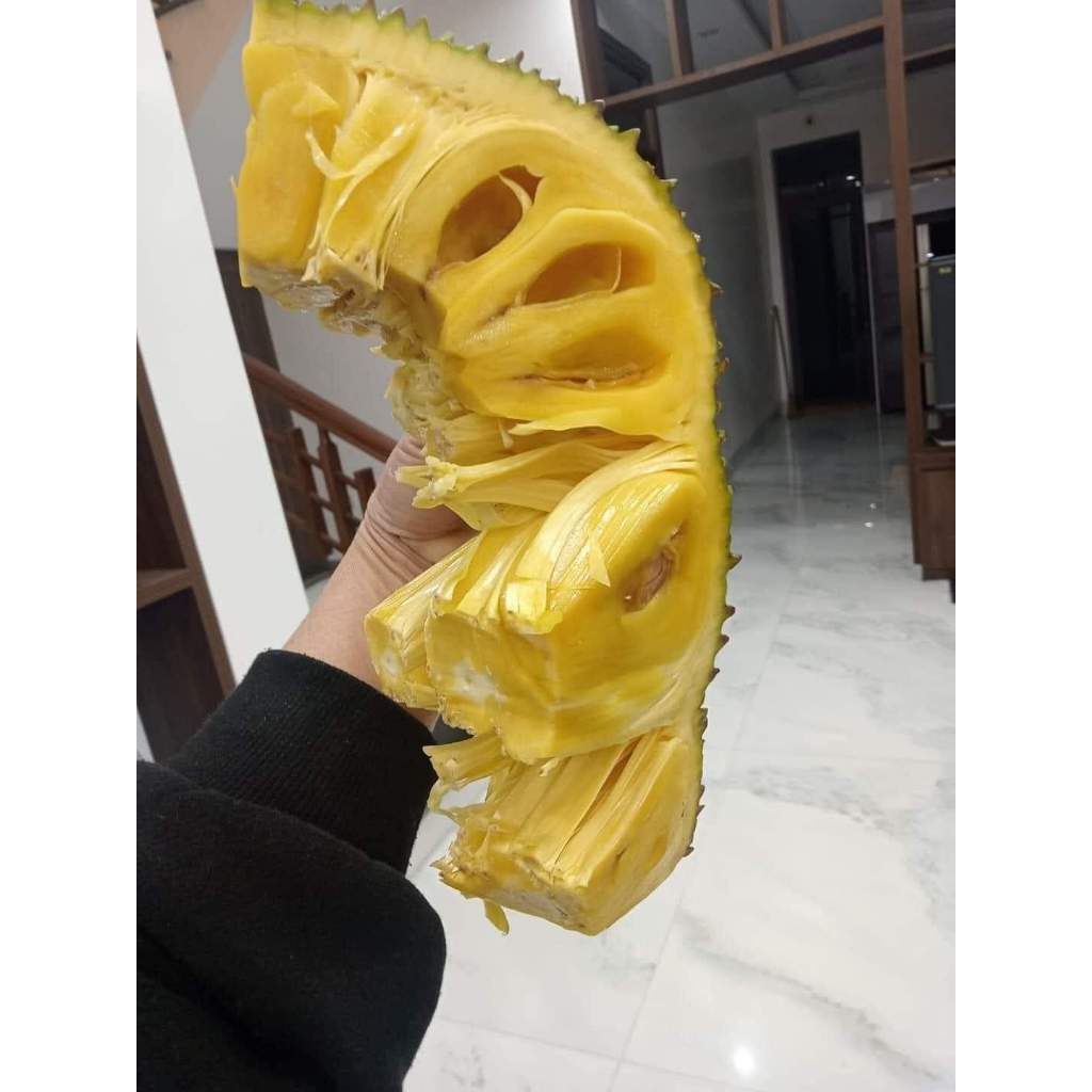 Cây giống mít dai ta, Mít Mật Siêu Ngọt ( chuẩn giống F1) KVT Hạt Giống CANH NÔNG
